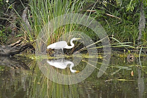 Egret and reflection in the bayou