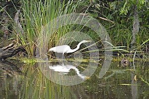 Egret and reflection in the bayou