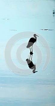 Egret reflection