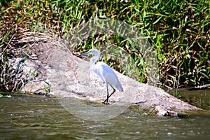 Egret on the river