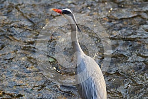 Egret