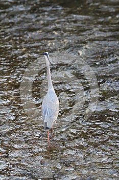 Egret