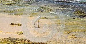 Egret on sea shore