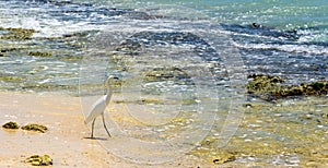 Egret on sea shore