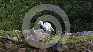 A Egret is seen busy in search of food