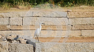 A Egret is seen standing on stone