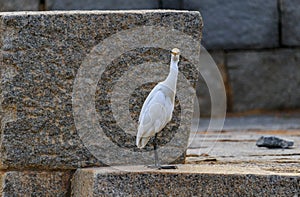 A Egret is seen standing on stone