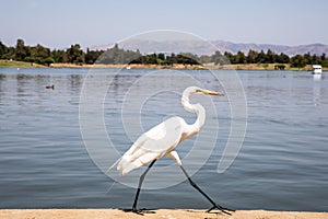 Egret on the shore