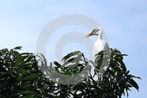 Egret sitting on mango tree