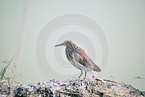 Egret sitting on the mud