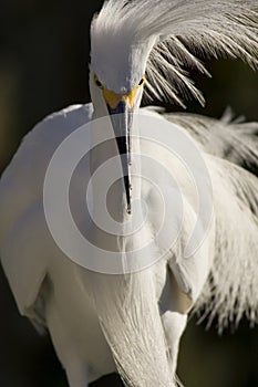 Egret, Snowy