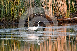 Egret in sound at sunset near Currituck, Outer Banks, North Carolina