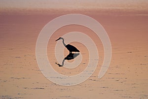 Egret in sound at sunset near Currituck, Outer Banks, North Carolina