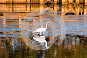 Egret in sound at sunset near Currituck, Outer Banks, North Carolina