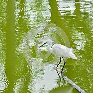 Egret standing with calm still waiting to catch fish
