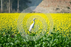 Egret standing inside a mustard flower field.