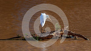 An egret standing on a log looking for prey in the water