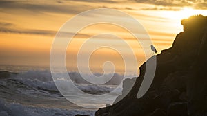 Egret standing looking over Santa Cruz Beach Boardwalk in the Summer with a beautiful Sunset