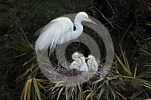 Egret standing in nest with three baby birds, Florida.