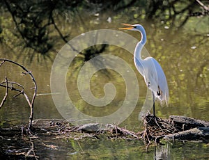 Egret Standing on One Leg in Chincoteague National Wildlife Refuge