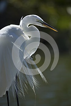 Egret standing in profile with breeding plumage, Florida.