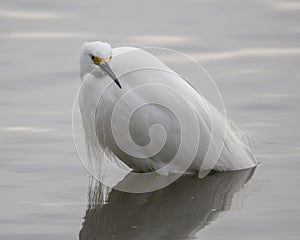 Egret standing in water