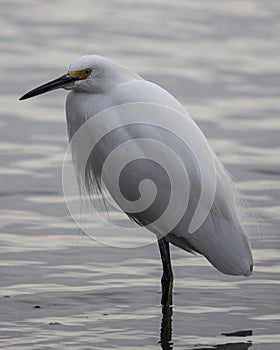 Egret standing in water