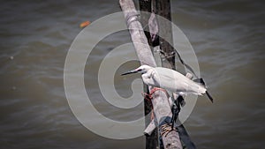 Egret stands on a bamboo trunk waiting to eat prey