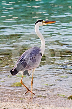 Egret stands at the beach