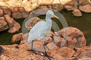 Egret on a stone. Malaysia