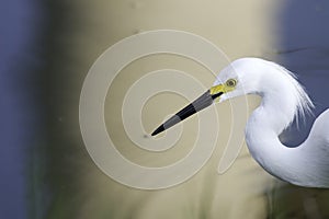 Egret on a Surreal Background