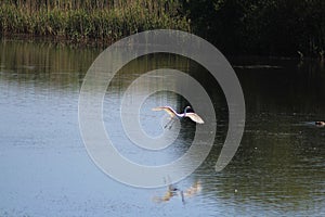 Egret Take Off - Shapwick Nature Reserve, Somerset, UK