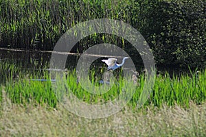 Egret Taking Off - Shapwick Nature Reserve, Somerset, UK