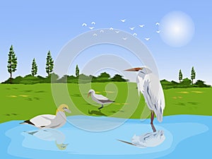 Egret and teal in a stream with green meadows and blue sky background