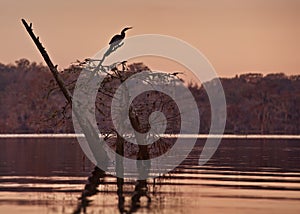 Egret on a tree in Cypress Swamps during sunset
