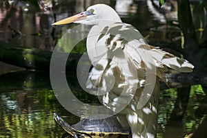 An egret and a turtle hanging out together