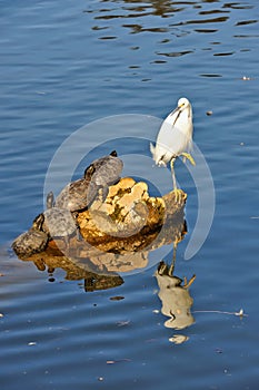 Egret and turtles on rock