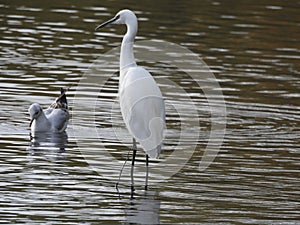 Egret wadding in a stream