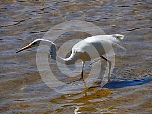 An egret wades in Wentworth Falls Lake