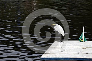 Egret wait to fish