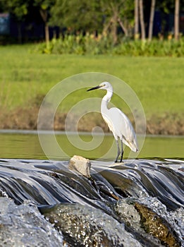 The egret is waiting for the fish to swim upstream