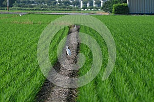 The egret is waiting for food in the rice field!