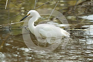 Egret in the water