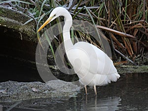 Egret on winter morning waiting for a catch