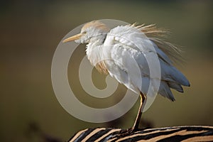 Egret on Zebra