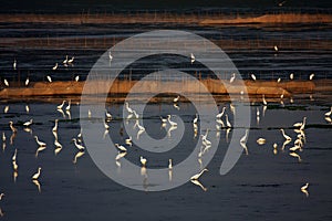 Egrets