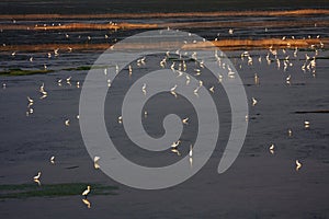 Egrets photo