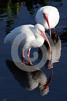 Egrets photo