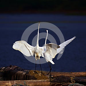 Egrets photo