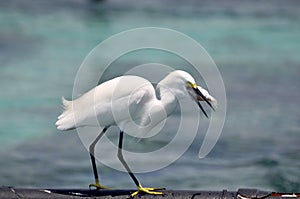 Egrets await fishing catch
